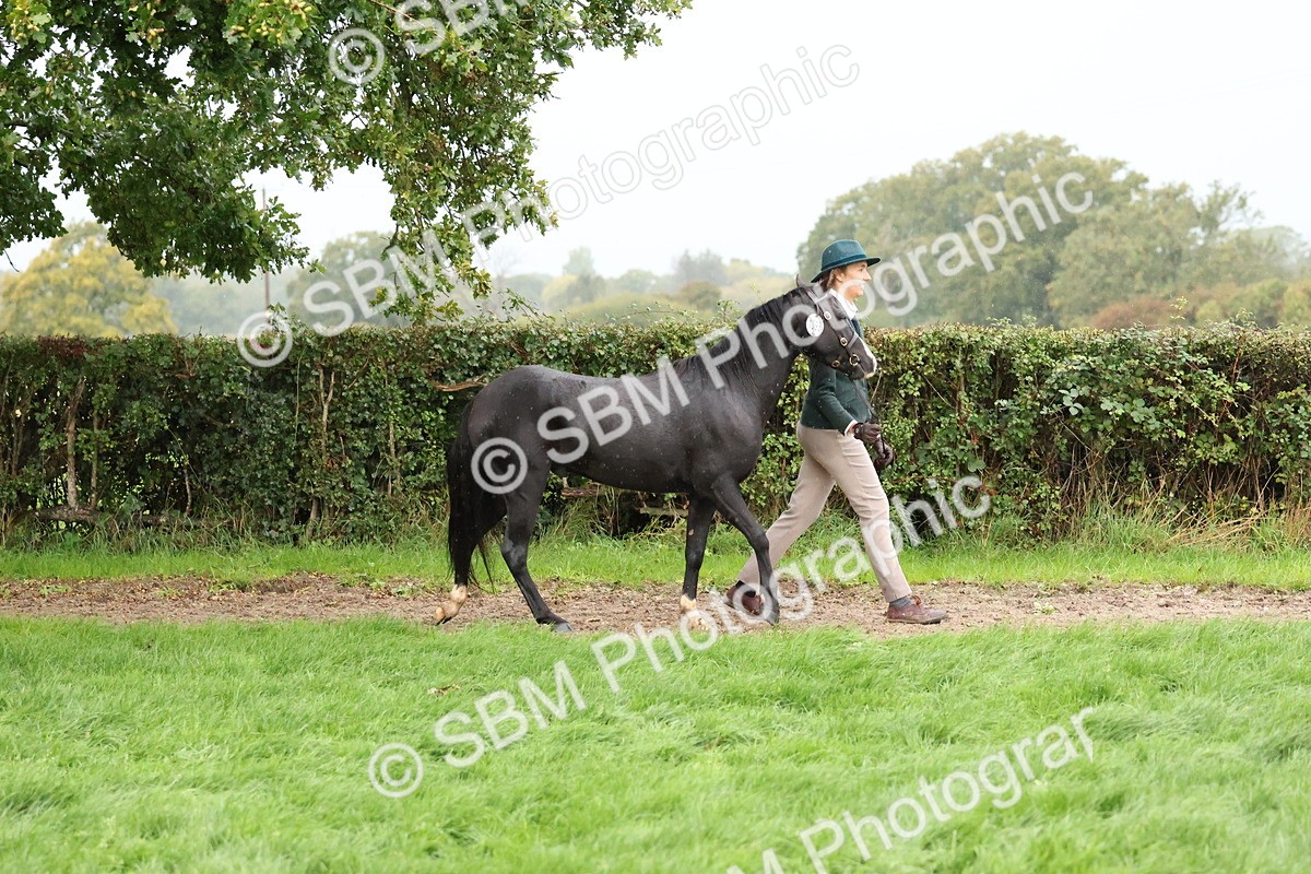 SBM_35257 - S10 - Best In Hand Horse & Pony