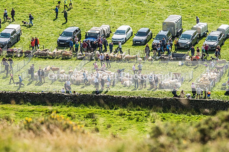 Ennerdale Show-13 - Ennerdale Show Fell Race Wednesday 30th August 2023
