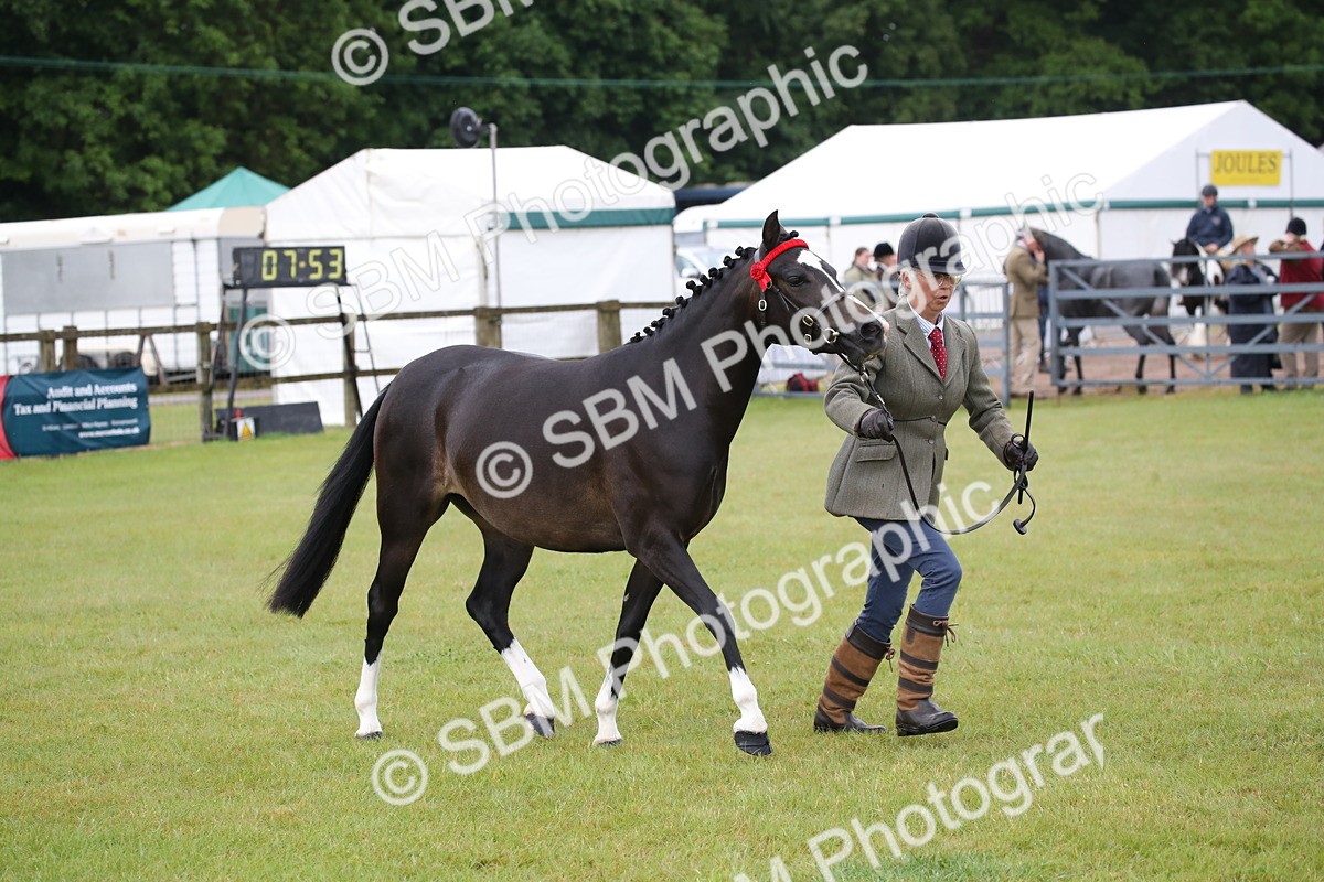 SBM_00077 - Class 17-20 - Arab & Part Bred - Anglo Arab In Hand