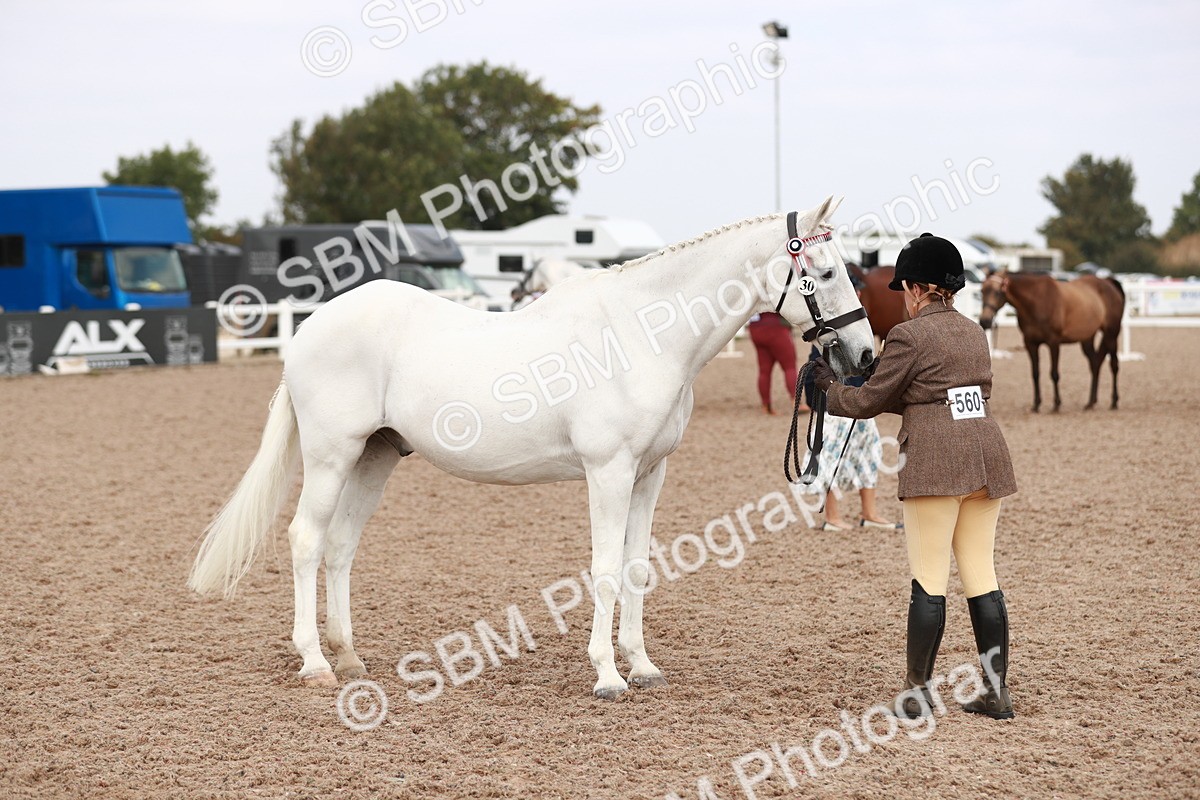 SBM_13276 - Class 208 IH Veteran Horse
