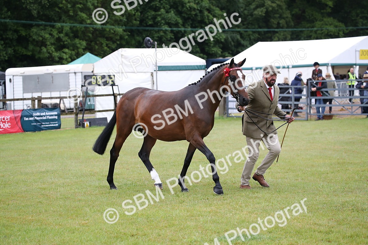 SBM_00158 - Class 17-20 - Arab & Part Bred - Anglo Arab In Hand