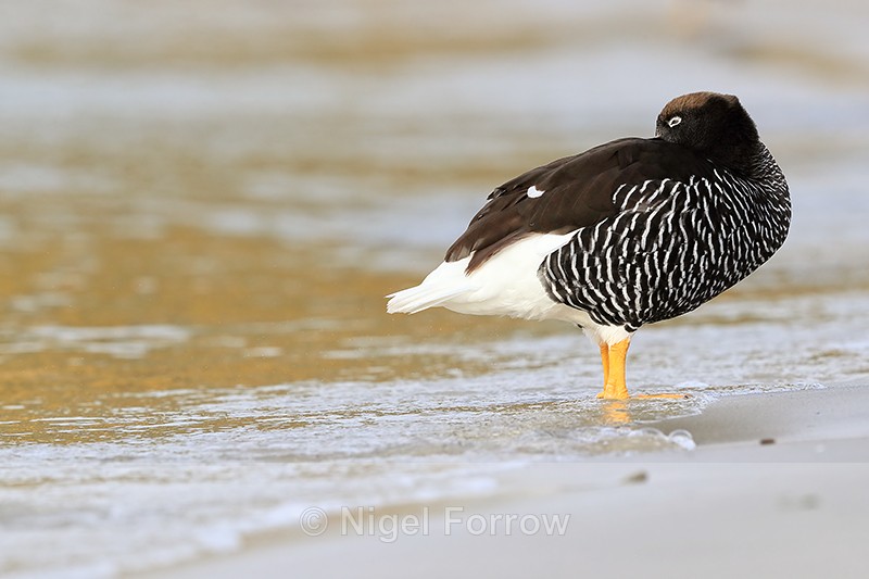 Kelp Goose (female) resting, Carcass Island, Falklands - Kelp Goose
