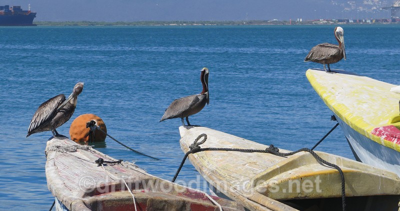 Three pelicans - Port Royal Kingston Jamaica