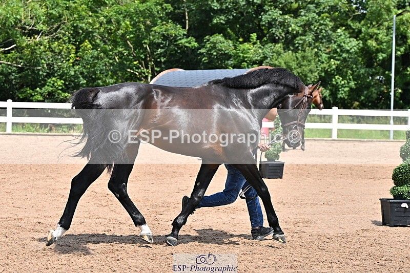 240718A-105301-01445 - Trot Up 12pm to 1pm