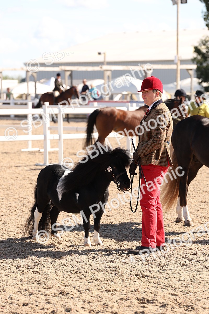 SBM_13886 - Class 205 - IH Show Pony - Show Hunter Pony