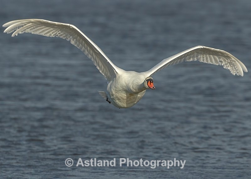 Astland Photography, Bird and Wildlife Images, Susan and Peter Wilson, U.K.