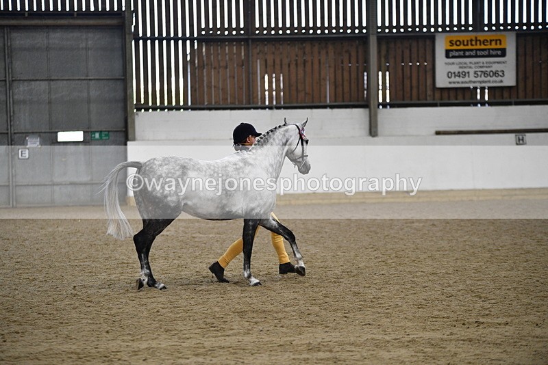 WJ5_5751 - Morning in hand Championship