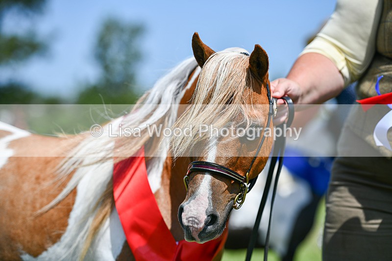 DSC_7292 - Miniature Horse Championship