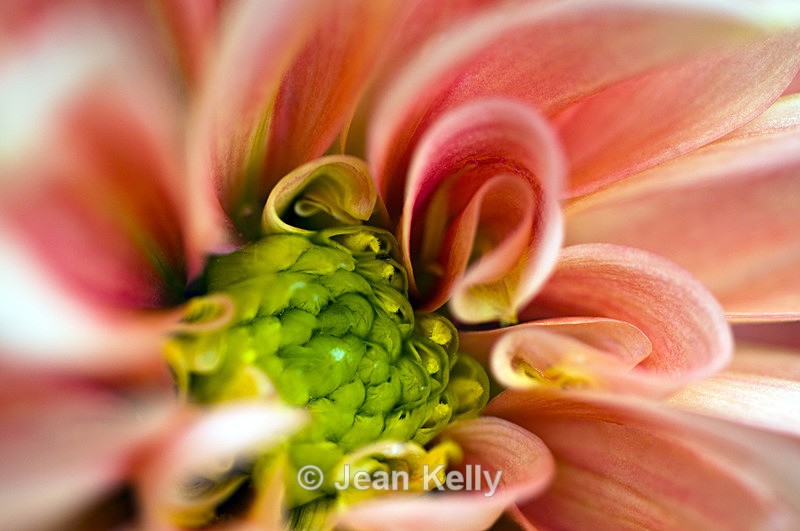 Flower - 1073 - Orange