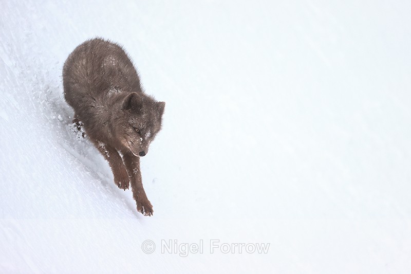 Hornstrandir Arctic Fox on slope, Iceland - Arctic Fox