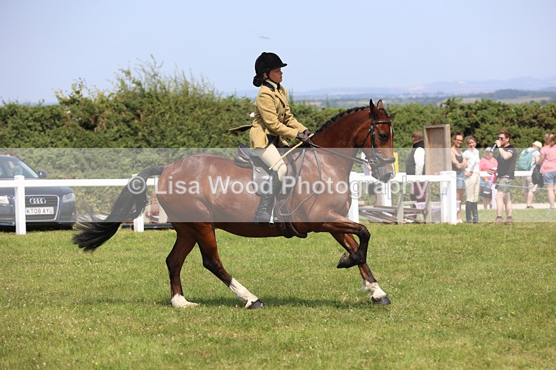 JPP_3253 - Class 22: Working Hunter 70cm