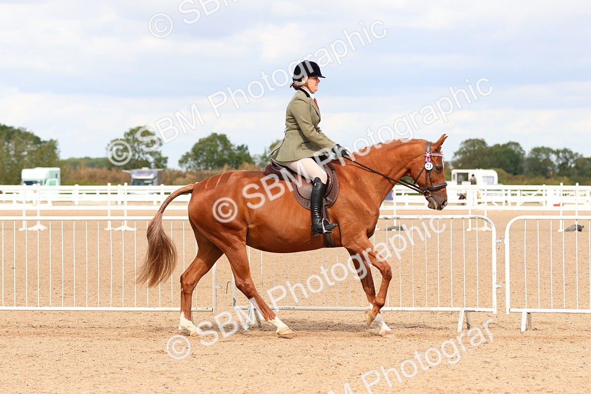 SBM_14098 - Class 213 - Ridden Hack Riding Horse