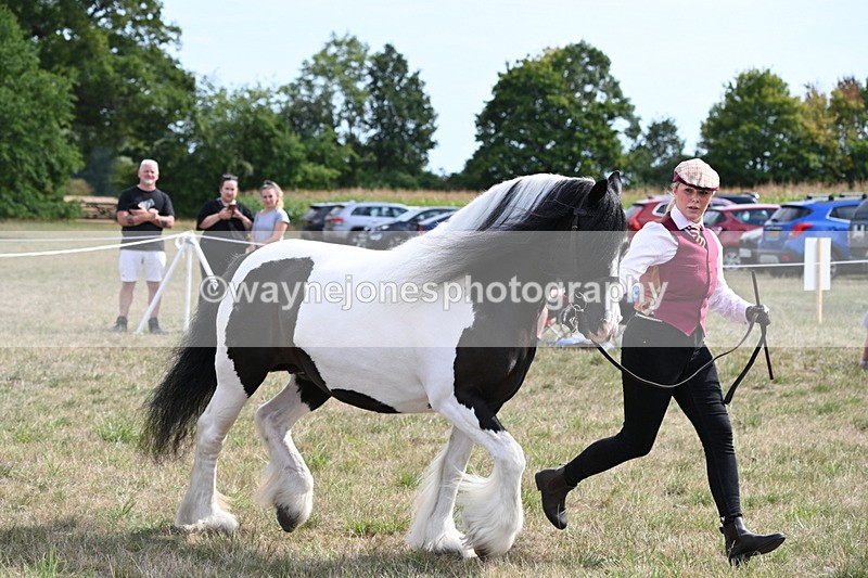 WJ6_6600 - Class 20 In-hand Cob