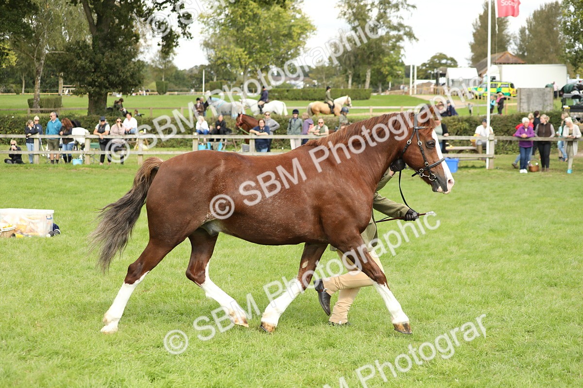SBM_65420 - S47 - Mountain & Moorland In Hand Large Breeds