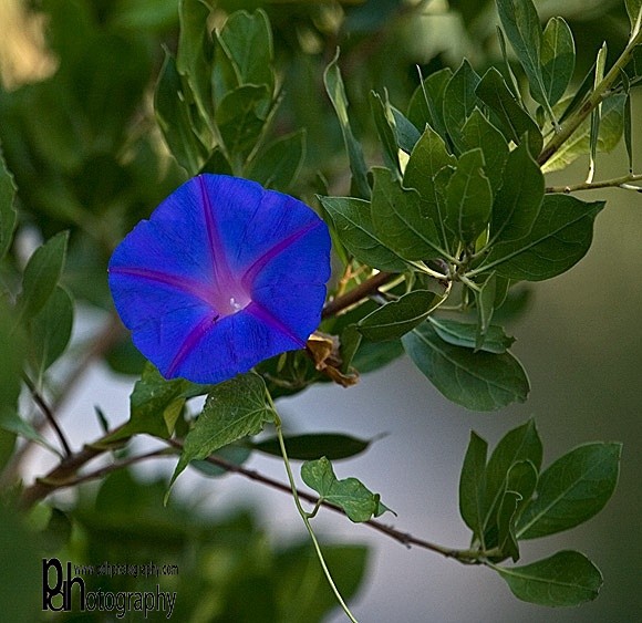 Blue-flower-1-0532 - Flora & Fauna