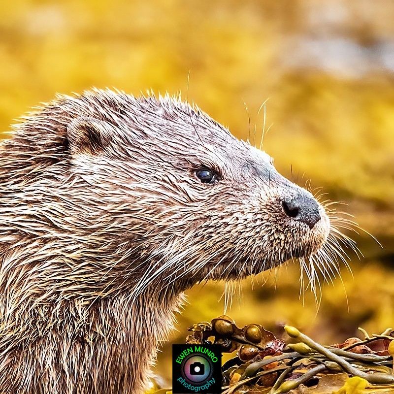 DO-04-Loch Spelve, Isle of Mull - 'DRATSIE' (AKA Otters)