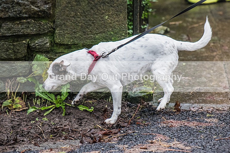 Litton-90 - Litton Christmas Cracker Fell Race Sunday 15th December 2024