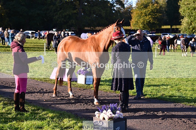 231022-091926-21699 - 663-GROOVY.GUY-Hannah.Watson-TrotUp+SJ