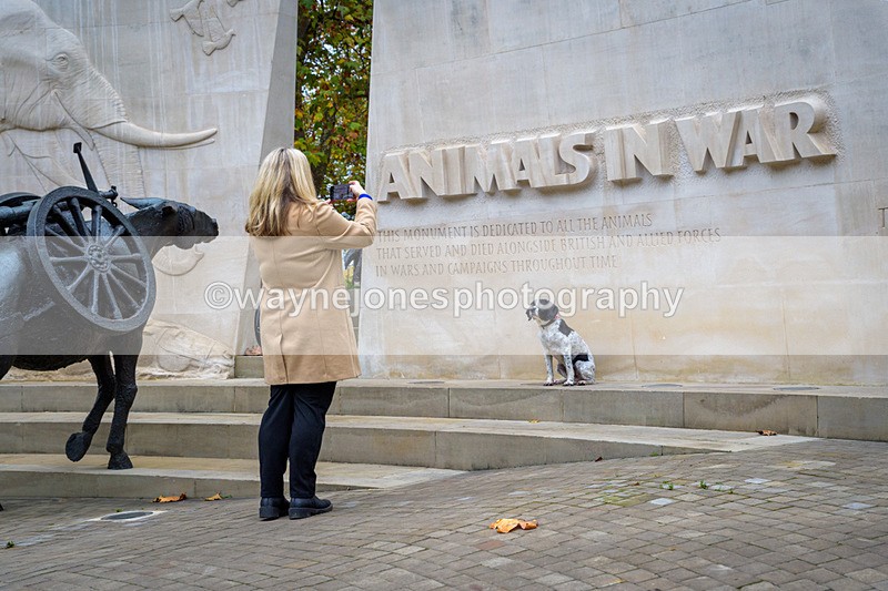 NGP_8100 - 2024 Animals in War Remembrance Gathering