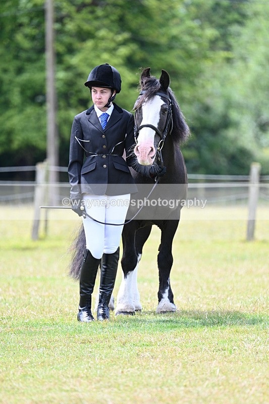 WJ7_6645 - Class 5 Handsome Gelding in hand