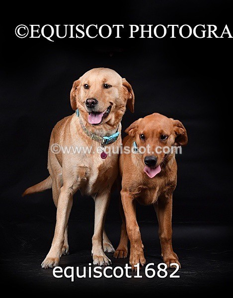 equiscot1682 - MOLLY & MACEY