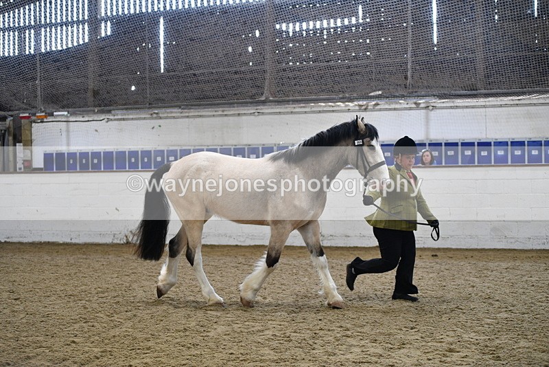 WJ5_4500 - Class 3 Part Bred In hand