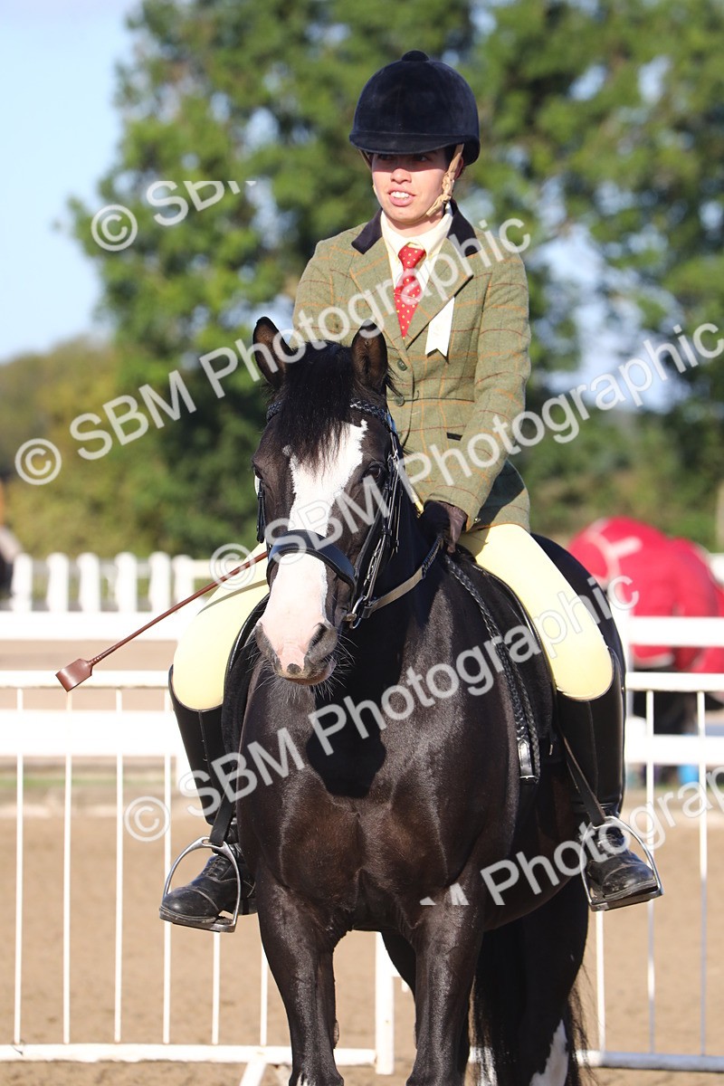 SBM_07883 - Class 501 - Riding Club Pony
