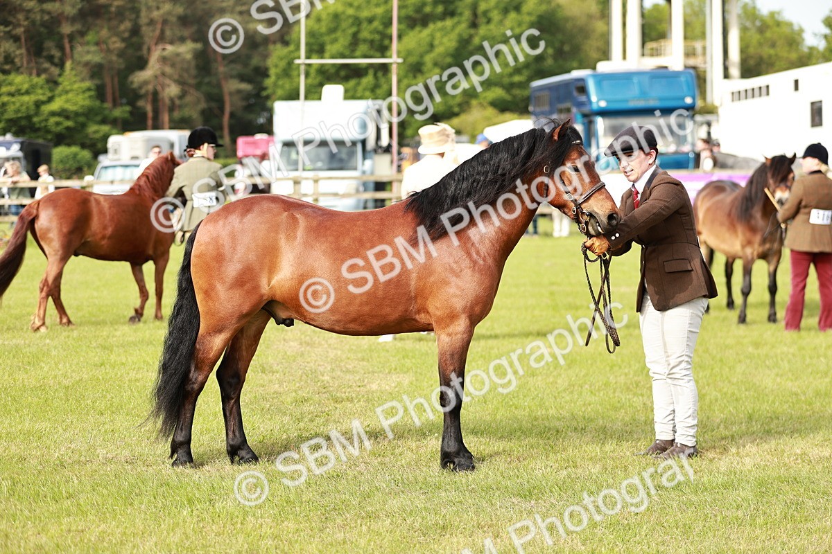 SBM_00473 - Class 14-23 - Mountain & Moorland In Hand Non Welsh