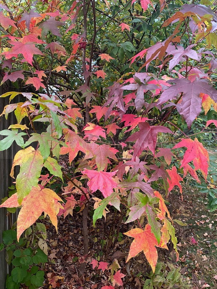 IMG_1224 - Autumn