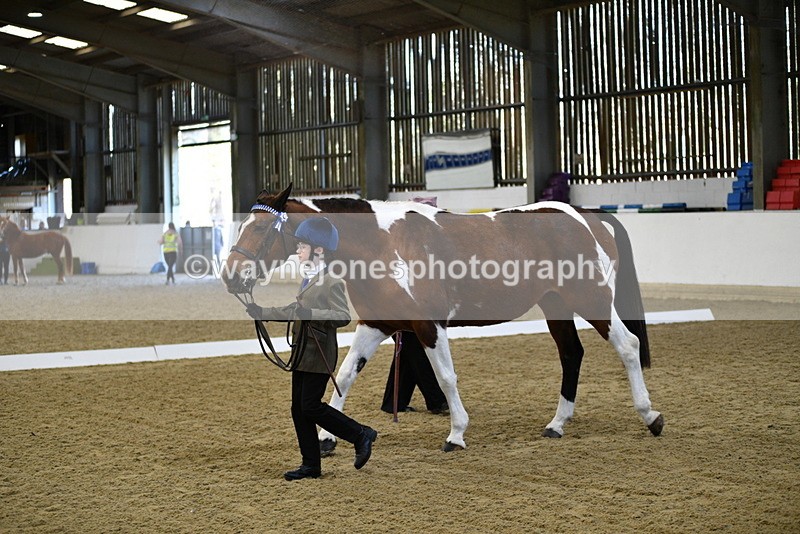 WJ5_3820 - Class 5 In Hand Veterans