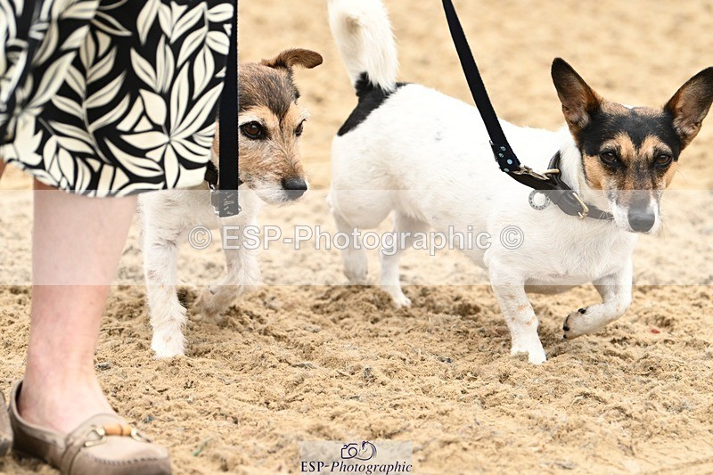 240811-102716-05015 - Dog Photos