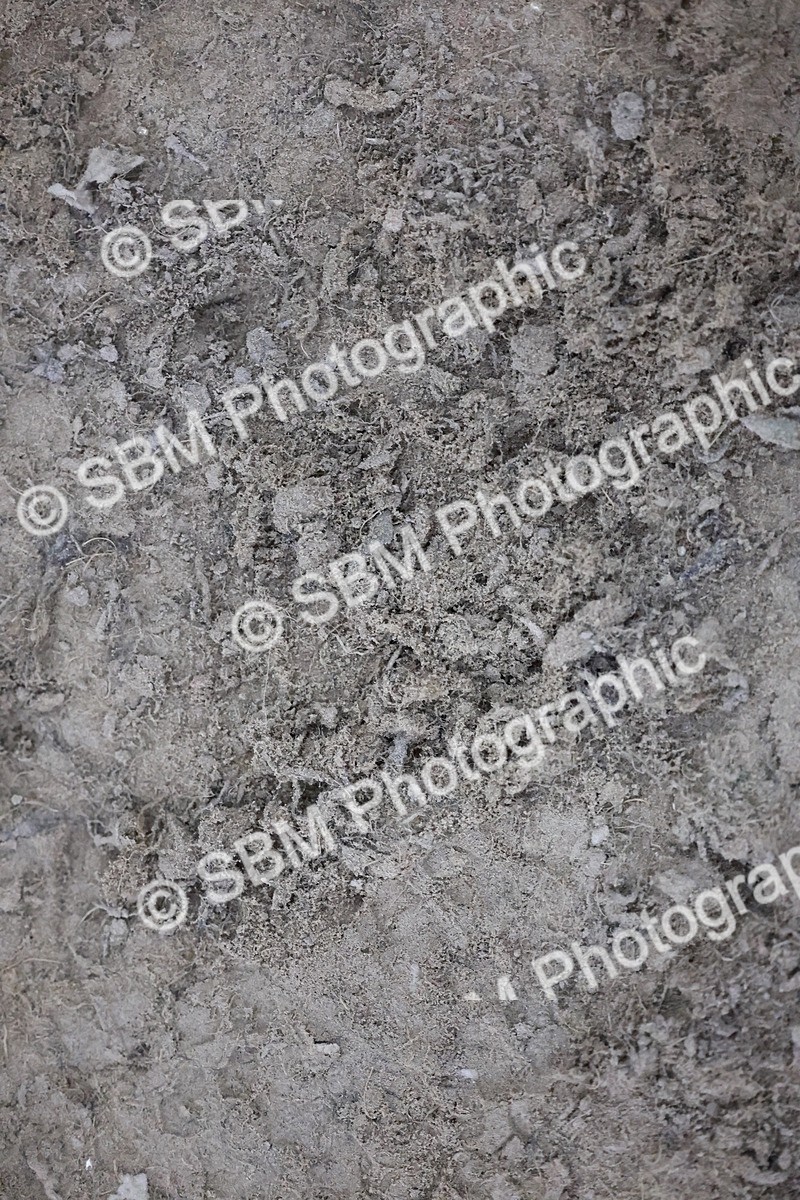 SBM_005720 - Evening Performance