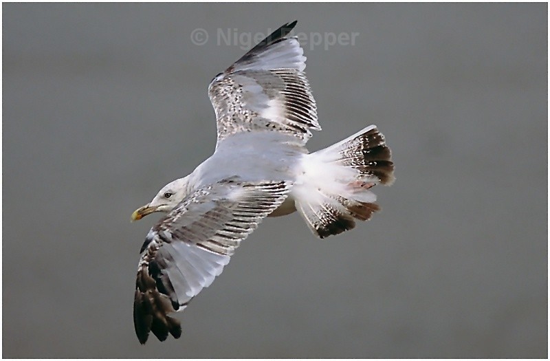 July 23rd 2005 - Leggy the Herring Gull
