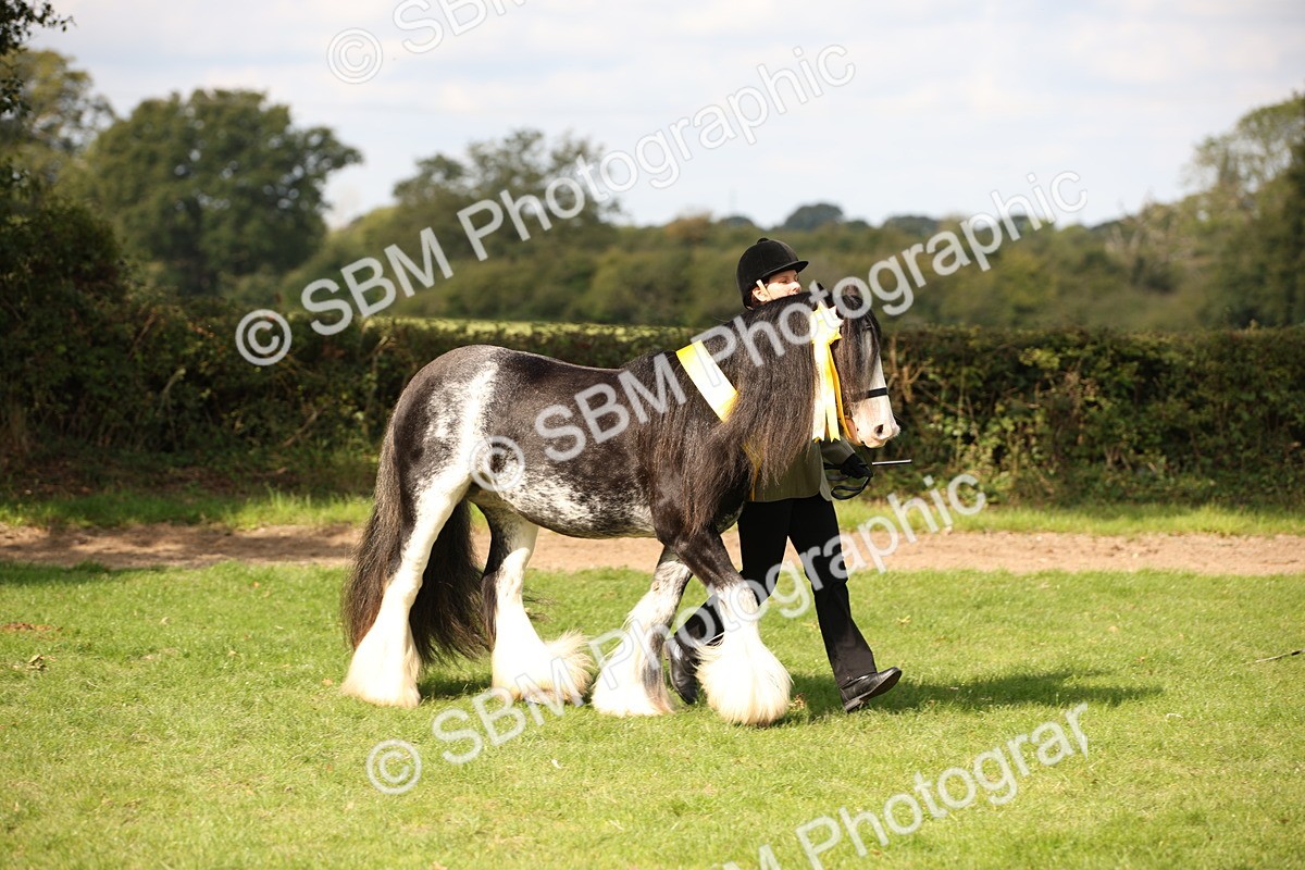 SBM_62324 - S55 - Traditional Cob In Hand