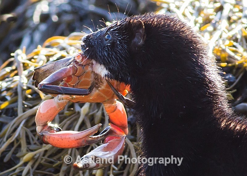 Astland Photography, Bird and Wildlife Images, Susan and Peter Wilson, U.K.
