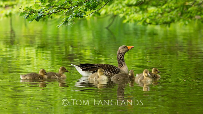 Greylag Geese - Swans and Geese