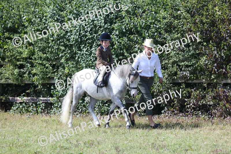 20250831-2648 - Class 17 - Lead Rein Pony