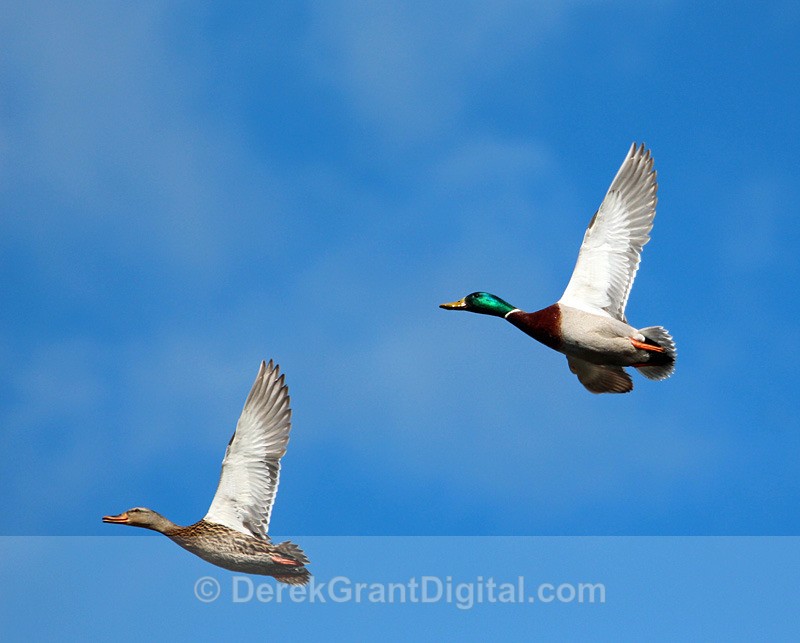 Synchronized Flight - Birds of Atlantic Canada
