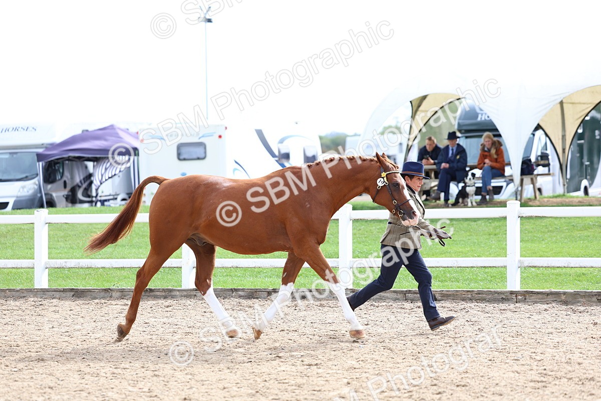 SBM_04450 - Class 26 - IH Foreign Breeds - Part Bred