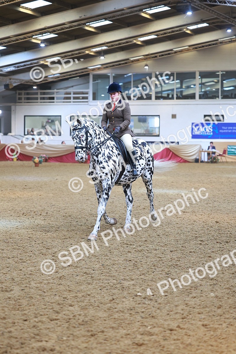 SBM_12502 - Class 103 - HOYS Veteran Qualifier - Ridden Pre Vet