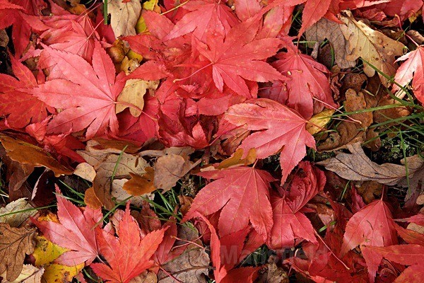  - Autumn