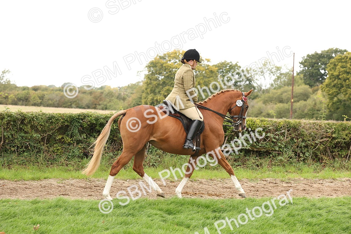 SBM_64173 - S65 - Riding Horse & Hack & Thoroughbred Ridden