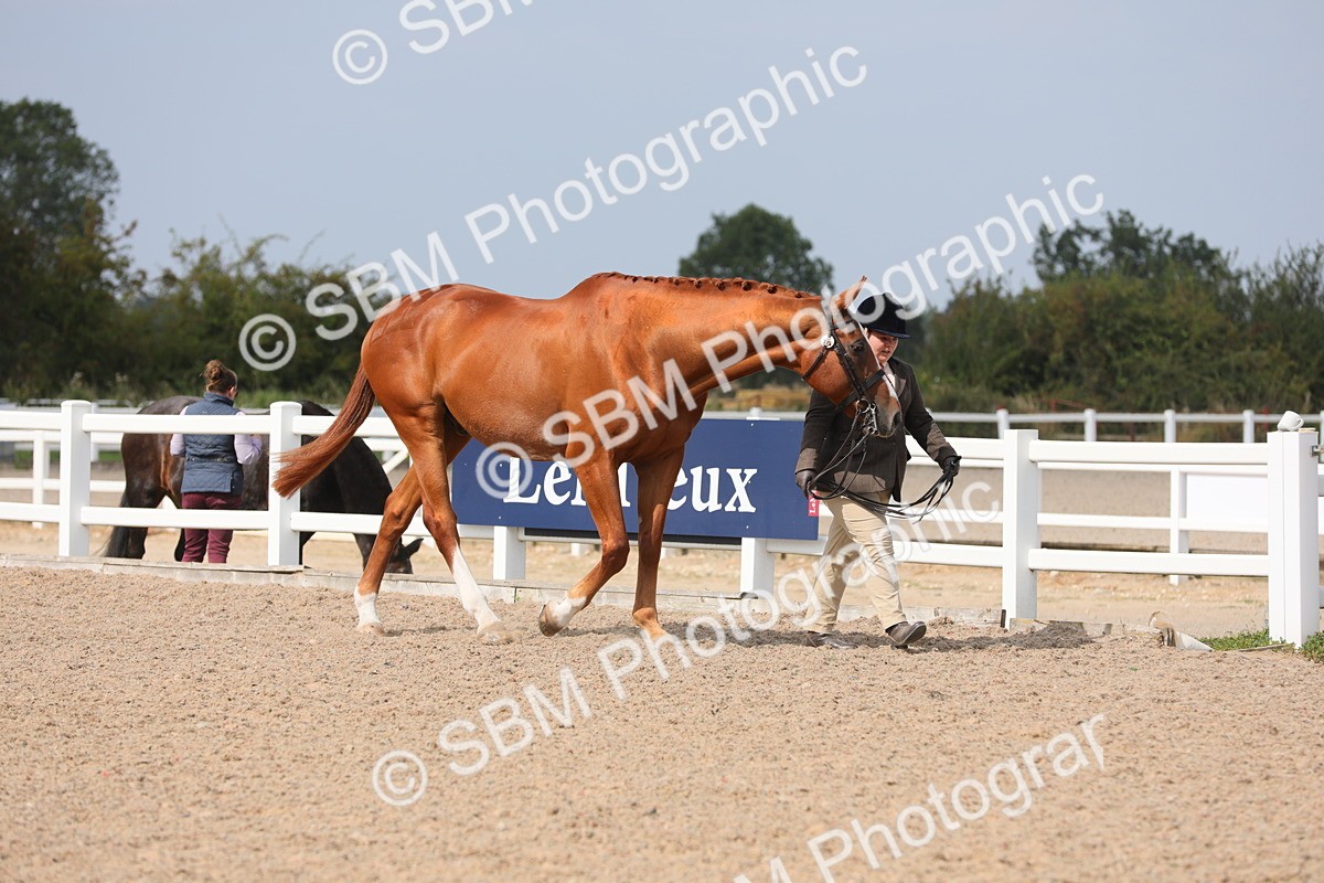 SBM_15656 - Class 312 IH Competition Horse/Pony