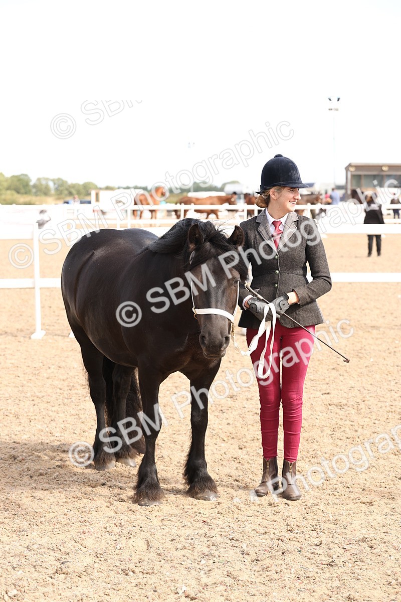 SBM_13975 - Class 205 - IH Show Pony - Show Hunter Pony