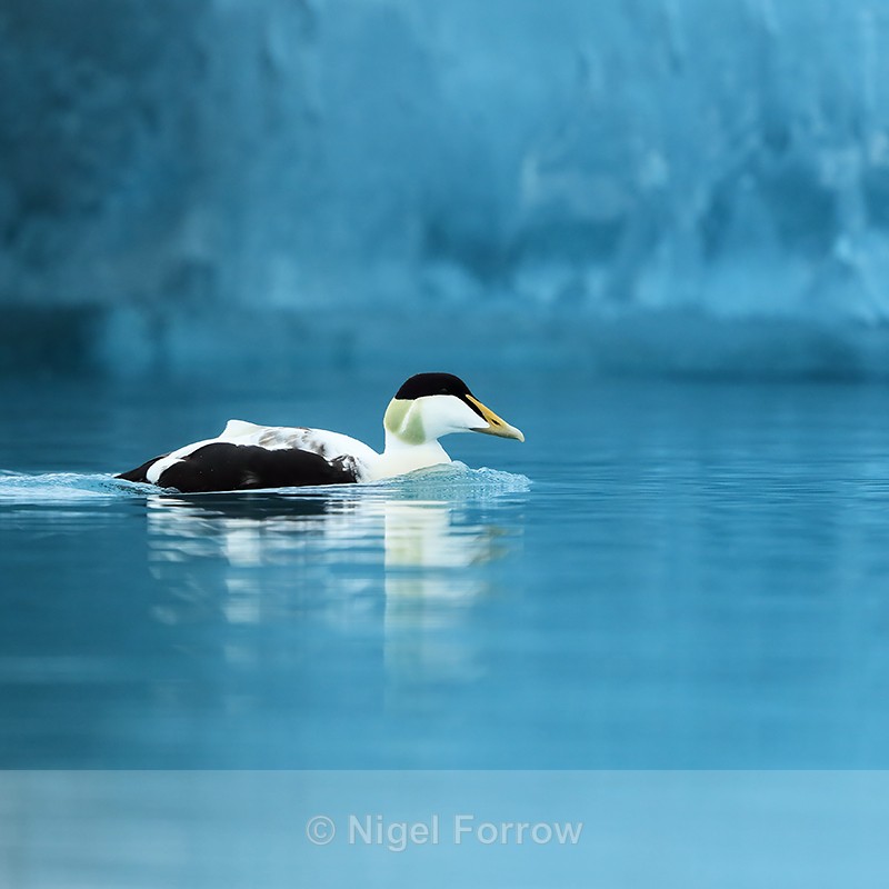 Eider (male) swimming, Jokulsarlon, Iceland - Eider