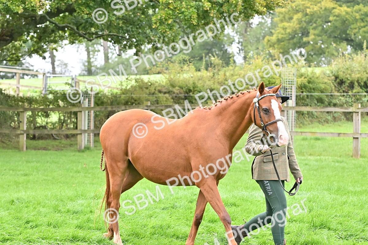 SBM_57541 - S46 - Part Bred Arab & Native Pony In Hand