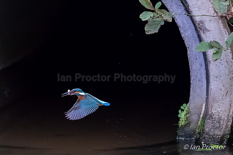 Kingfisher Fish Supper! - Nature