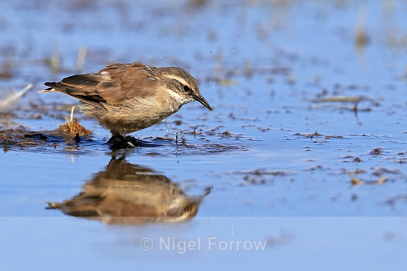 Buff-winged Cinclodes with insect, Rio Putana, Chile - Buff-winged Cinclodes