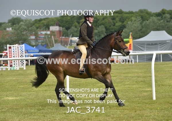 JAC_3741 - 75CM WORKING HUNTER