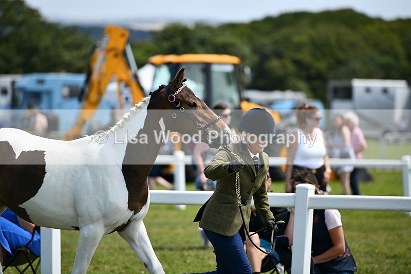 DSC_7477 - Class 63: Coloured Horse Youngstock